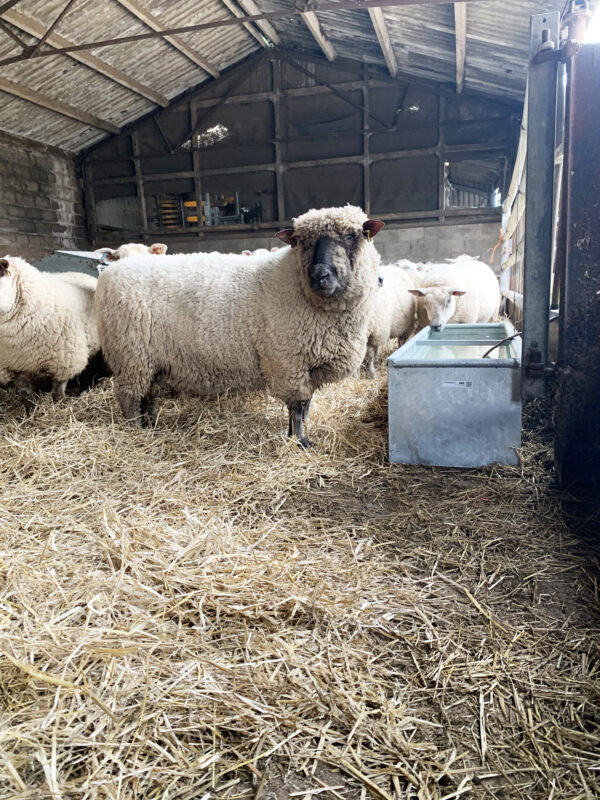 IAE Cattle Water Trough - Image 3