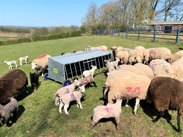 IAE Single Sided Lamb Creep Feeder - Image 2