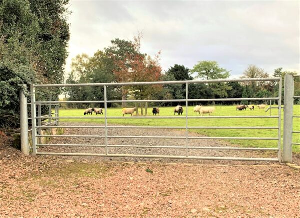 IAE - Ashbourne Field Gate - Image 3