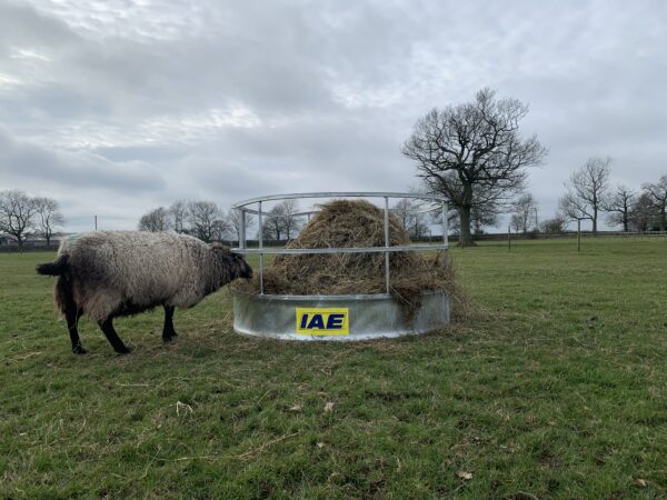 IAE Horned Sheep Ring Feeder - Image 2