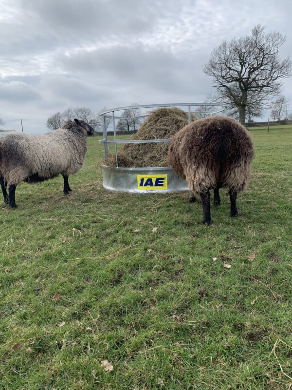 IAE Horned Sheep Ring Feeder - Image 3