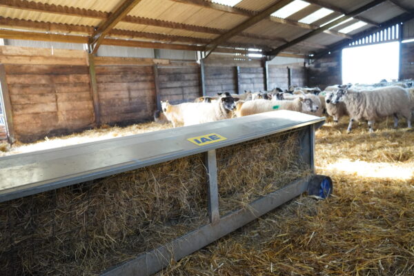 IAE Sheep Hayrack On Wheels - Image 4