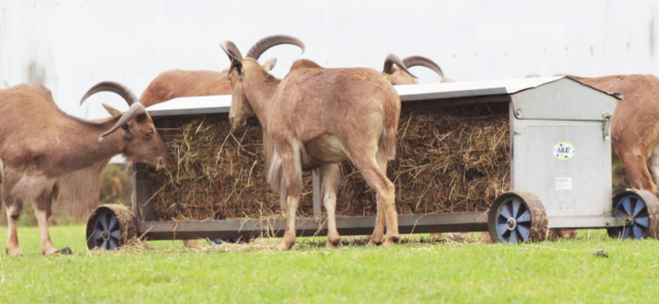 IAE Sheep Hayrack On Wheels - Image 5