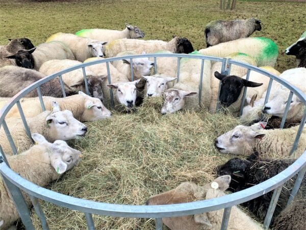 IAE Standard Sheep Ring Feeder - Image 2