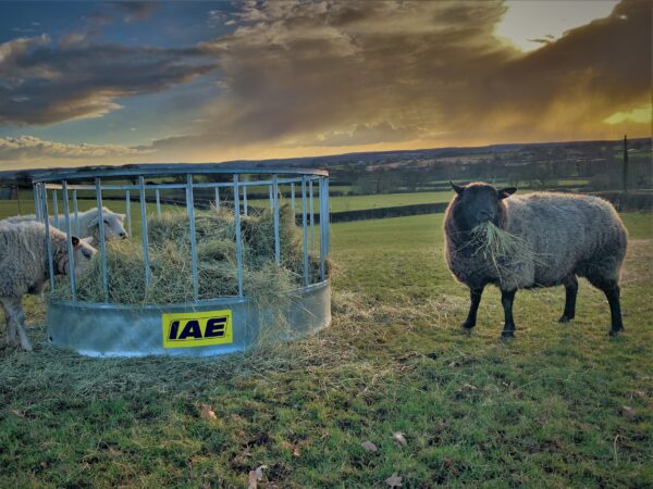 IAE Standard Sheep Ring Feeder - Image 4