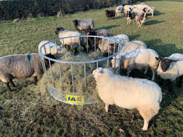 IAE Standard Sheep Ring Feeder - Image 5