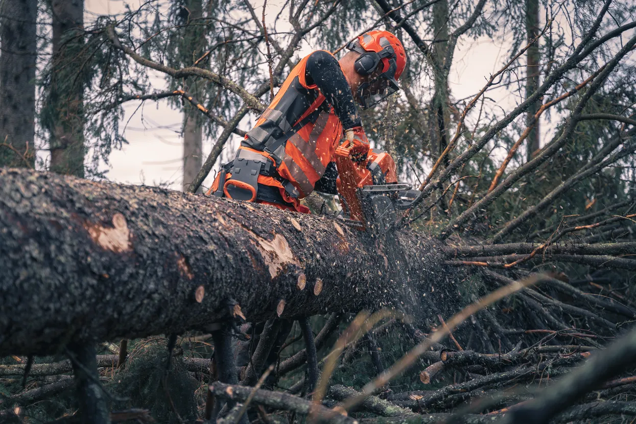 Professional logger wearing Husqvarna helmet with hearing protection while cutting tree with chainsaw – PPE from R and L Miller Ayrshire