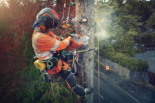 Arborist cutting tree with chainsaw while wearing Husqvarna Spire Vent Lightweight Helmet PPE from R & L Miller Ayrshire Glasgow Dumfries Scotland
